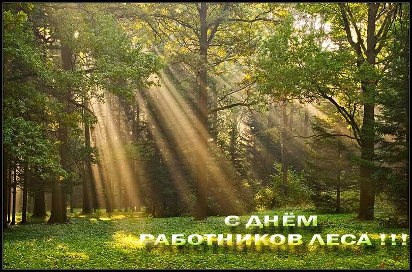 1500970193 den rabotnikov lesa1
