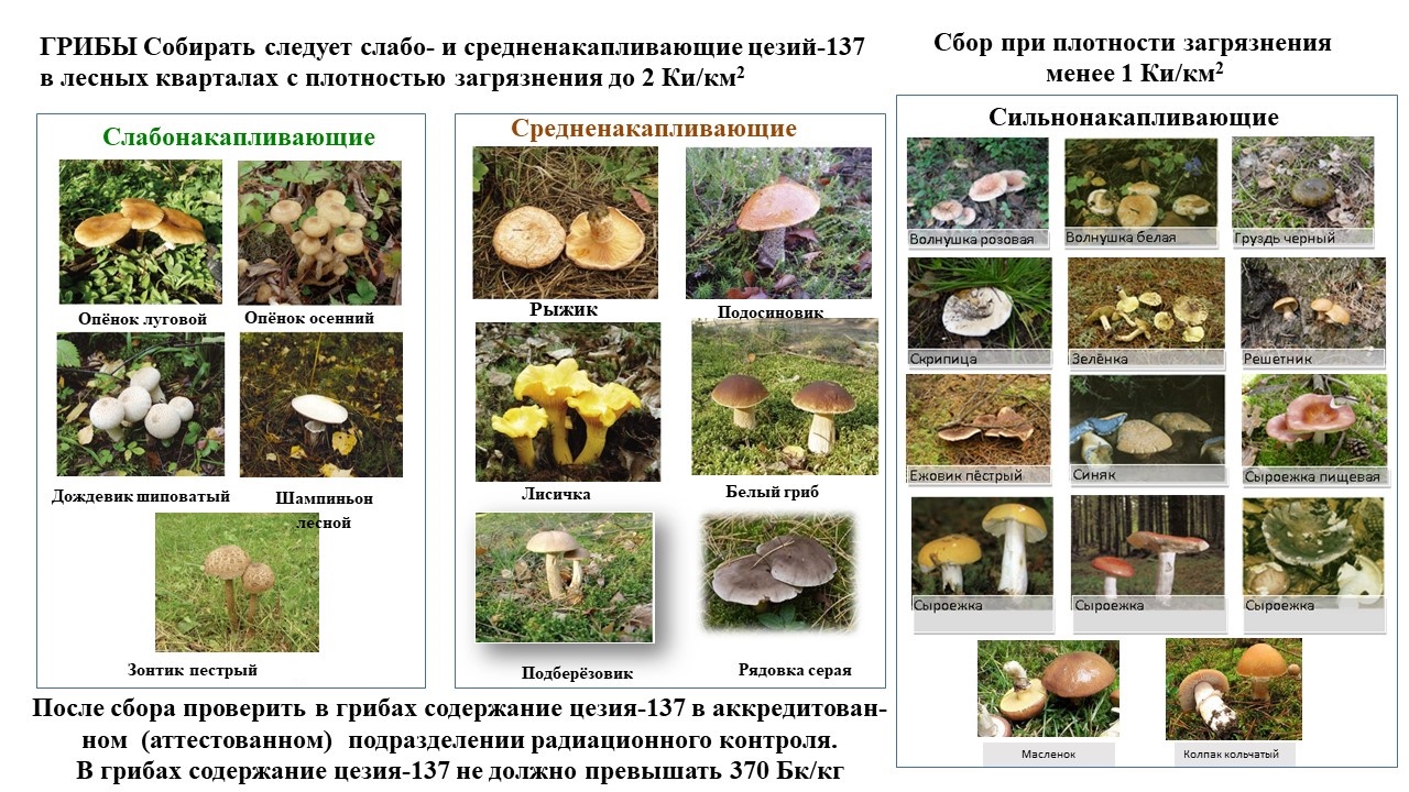 О сборе грибов сайт 