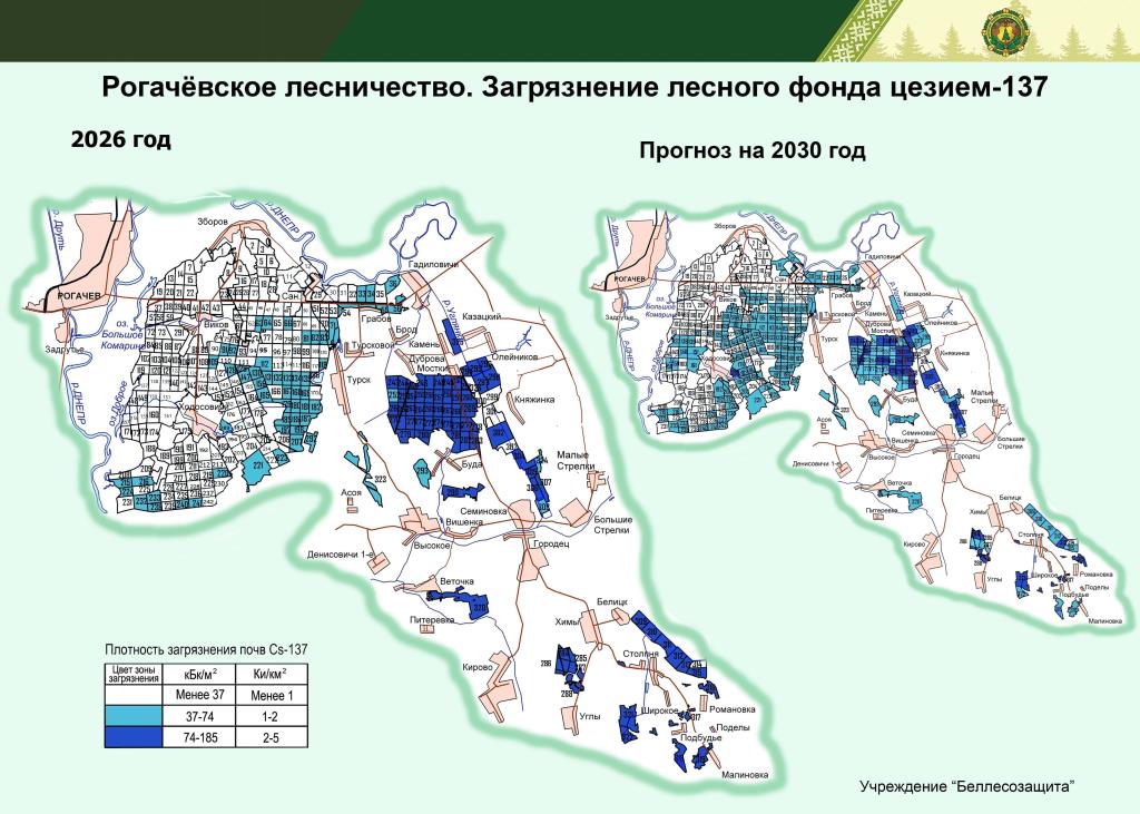 Рогачевское лесничество 